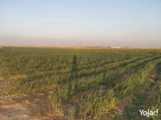 اراضي زراعيه للبيع في طريق مصر اسيوط الغربي