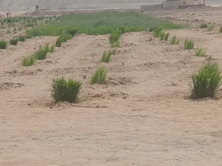 ارض زراعيه ع الاسفلت مباشر