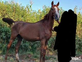 خيل( فرستنين للبيع)