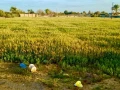 mzraa-ofyla-llbyaa-big-0