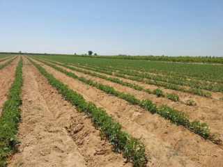 الاسكندريه