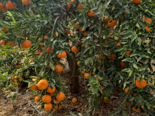 مزرعه للبيع ٢٠ فدان