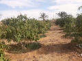 fyla-dorynmzraah-msahtha-20fdan-big-1
