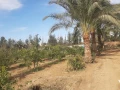 fyla-dorynmzraah-msahtha-20fdan-big-2
