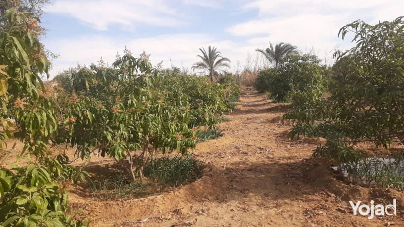 fyla-dorynmzraah-msahtha-20fdan-big-1