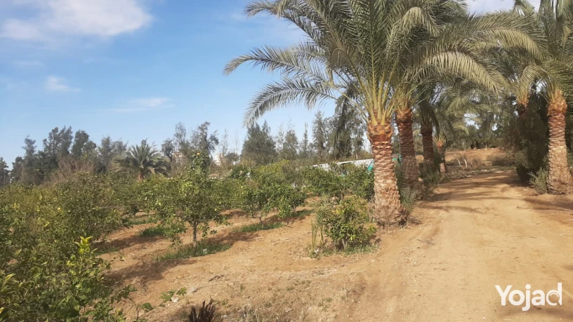 fyla-dorynmzraah-msahtha-20fdan-big-2