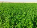 llbyaa-ard-bmsah-200-fdan-fy-alfrafr-aldakhl-msr-big-0