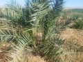 llbyaa-ard-bmsah-200-fdan-fy-alfrafr-aldakhl-msr-big-5