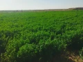 llbyaa-ard-bmsah-200-fdan-fy-alfrafr-aldakhl-msr-big-3
