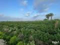 8-fdan-ard-zraaayh-gmaay-algamaah-almnsorh-algdydh-aa-alryys-big-3