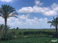 8-fdan-ard-zraaayh-gmaay-algamaah-almnsorh-algdydh-aa-alryys-big-1