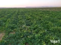 llbyaa-arady-zraaay15fdan-bgoar-kmyn-alaadoh-big-4