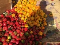 llbyaa-arady-zraaay15fdan-bgoar-kmyn-alaadoh-big-8