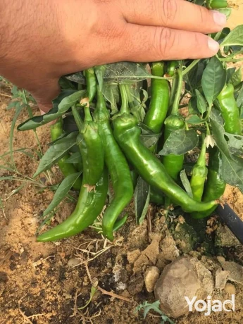 llbyaa-arady-zraaay15fdan-bgoar-kmyn-alaadoh-big-6