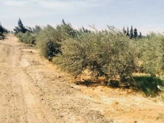 ارض زراعية للبيع