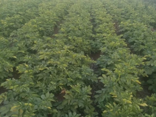 موجود 70 طن بطاطس هرمس فاخر