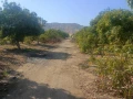 mzraa-llbyaa-balasmaaaylyh-big-1