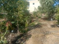 mzraa-llbyaa-balasmaaaylyh-big-3
