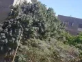 shk-mfroshh-mkyfh-9-alf-g-aamarat-alkoytyh-aand-alyom-aloahd-big-8