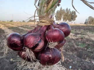 /0 بصل احمر ايطالي