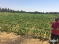 mzraa-kaml-355-fdan-mzroaaat-khyol-aagol-aakd-azrk31-sn-big-10