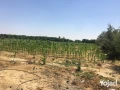 mzraa-kaml-355-fdan-mzroaaat-khyol-aagol-aakd-azrk31-sn-big-9