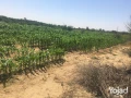 mzraa-kaml-355-fdan-mzroaaat-khyol-aagol-aakd-azrk31-sn-big-4