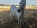 mzraa-kaml-355-fdan-mzroaaat-khyol-aagol-aakd-azrk31-sn-big-12