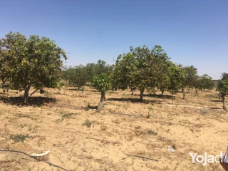 مزرعة كاملة 35.5 فدان "مزروعات _ خيول -عجول-عقد ازرق31 سنة