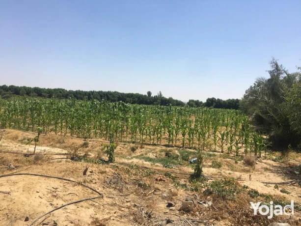 mzraa-kaml-355-fdan-mzroaaat-khyol-aagol-aakd-azrk31-sn-big-9