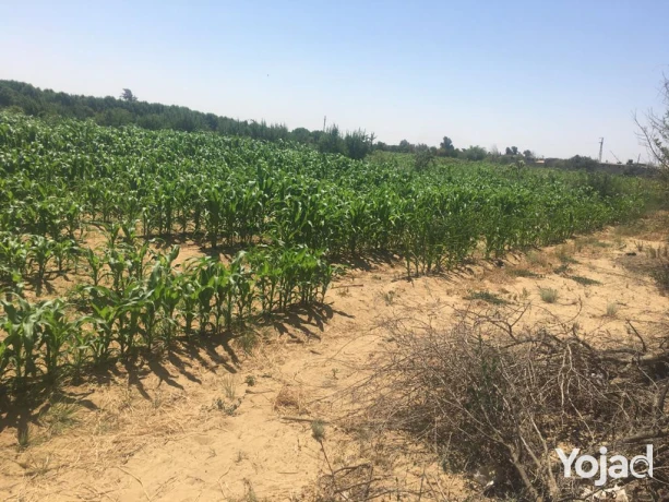 mzraa-kaml-355-fdan-mzroaaat-khyol-aagol-aakd-azrk31-sn-big-4