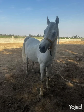 mzraa-kaml-355-fdan-mzroaaat-khyol-aagol-aakd-azrk31-sn-big-12