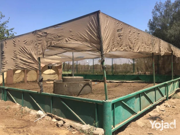 mzraa-kaml-355-fdan-mzroaaat-khyol-aagol-aakd-azrk31-sn-big-11