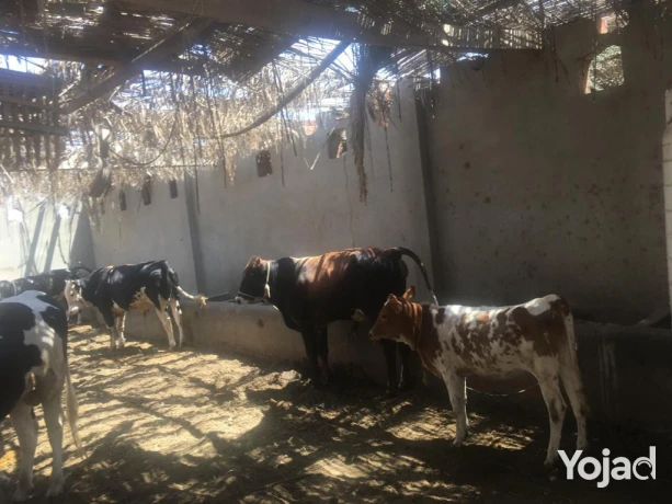 mzraa-kaml-355-fdan-mzroaaat-khyol-aagol-aakd-azrk31-sn-big-2