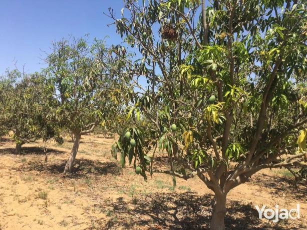 mzraa-kaml-355-fdan-mzroaaat-khyol-aagol-aakd-azrk31-sn-big-14