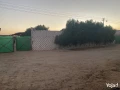 mzraah-llbyaa-big-4