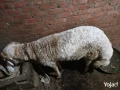 khrof-llbyaa-big-1