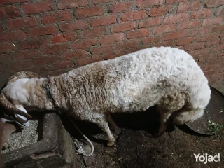 خروف للبيع