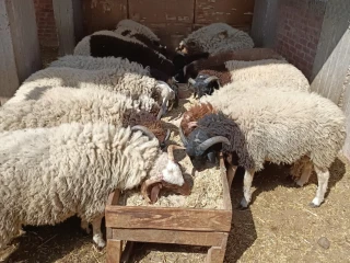 خرفان برقي