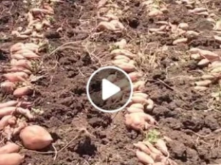 ارض زراعية للبيع بجزيرة نكلا العنب-شبراخيت- بالبحيرة