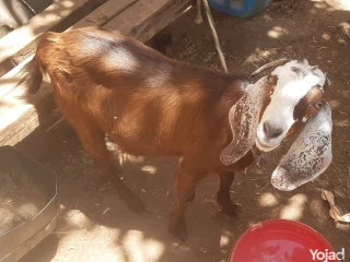 جدى للضحيه