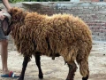 2-khrof-llbyaa-trbyh-byty-big-0