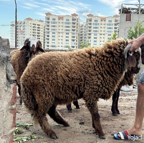 2-khrof-llbyaa-trbyh-byty-big-2