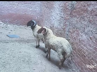 خروف العيد