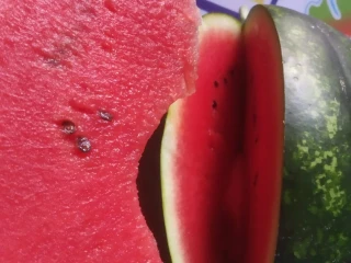بطيخ كريمسون بيبي وريفر صايد