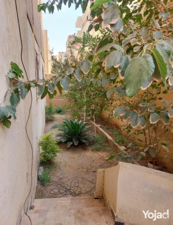 shkh-llbyaa-bmdynh-alaabor-375mtr-big-2