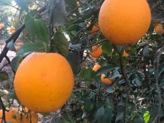 برتقال صيفى