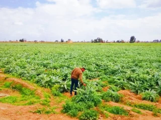 اراضى زراعية للبيع 24 ونص فدان بالاسكندرية العامرية